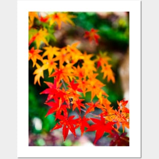 Photography - Japanese fall Posters and Art